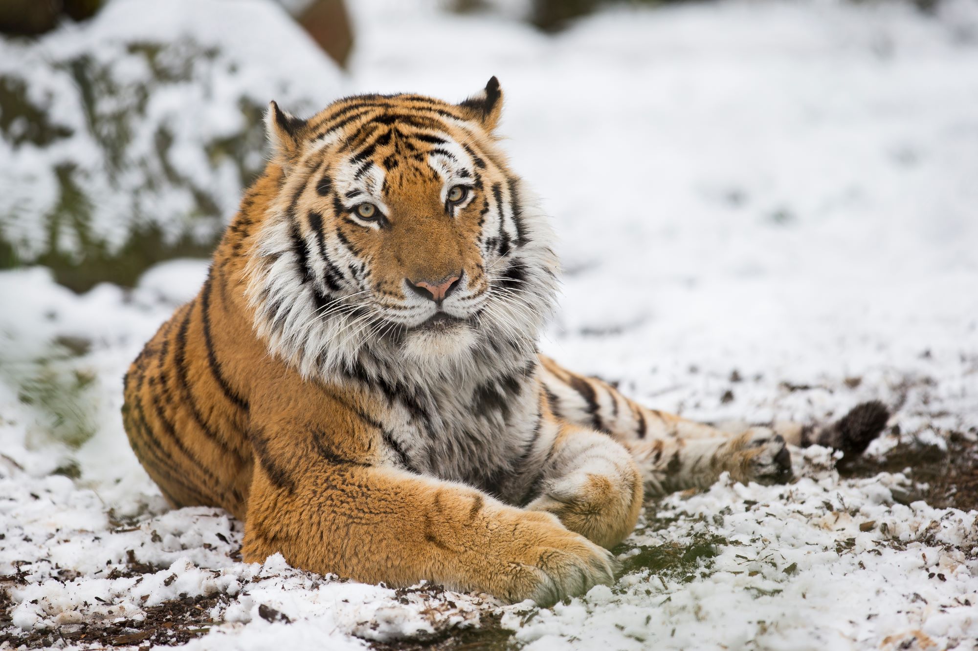 An Amur Tiger in the snow