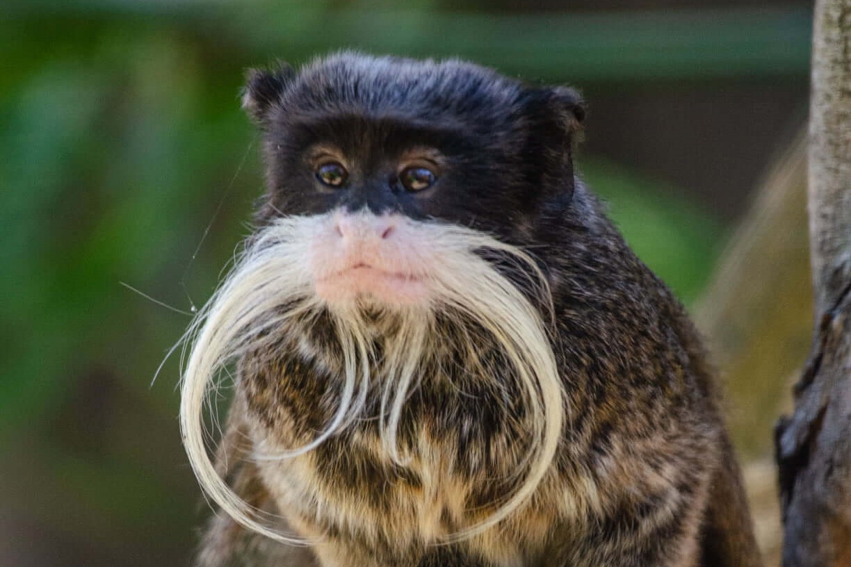 2021: A year in photos - Marwell Zoo