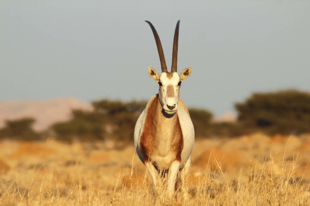 Marwell Wildlife Scimitar-horned oryx in Tunisia