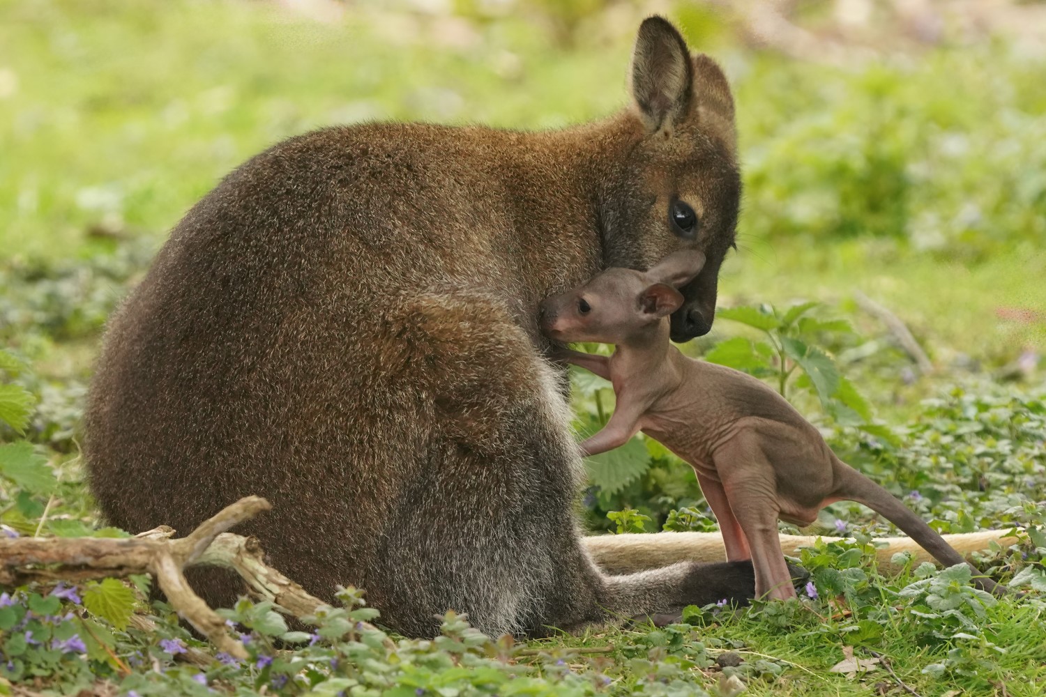 Watch the adorable moment two red-necked wallaby joeys emerge from their mothers pouches