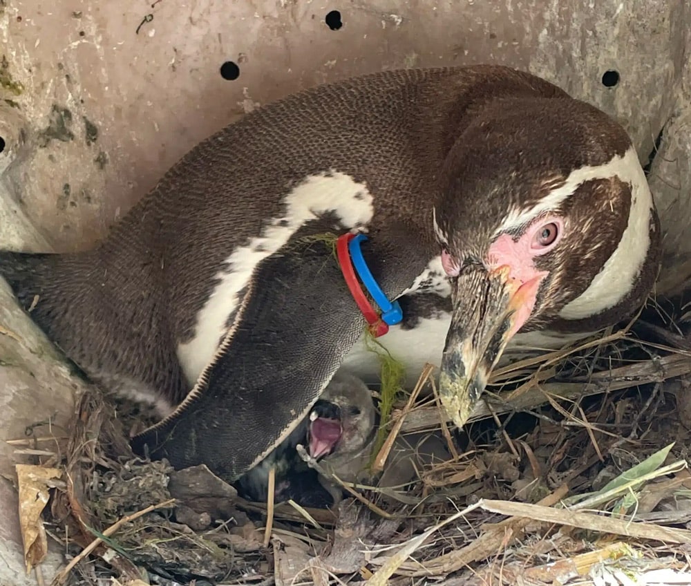Humboldt penguin Lucy with chick at Marwell Zoo
