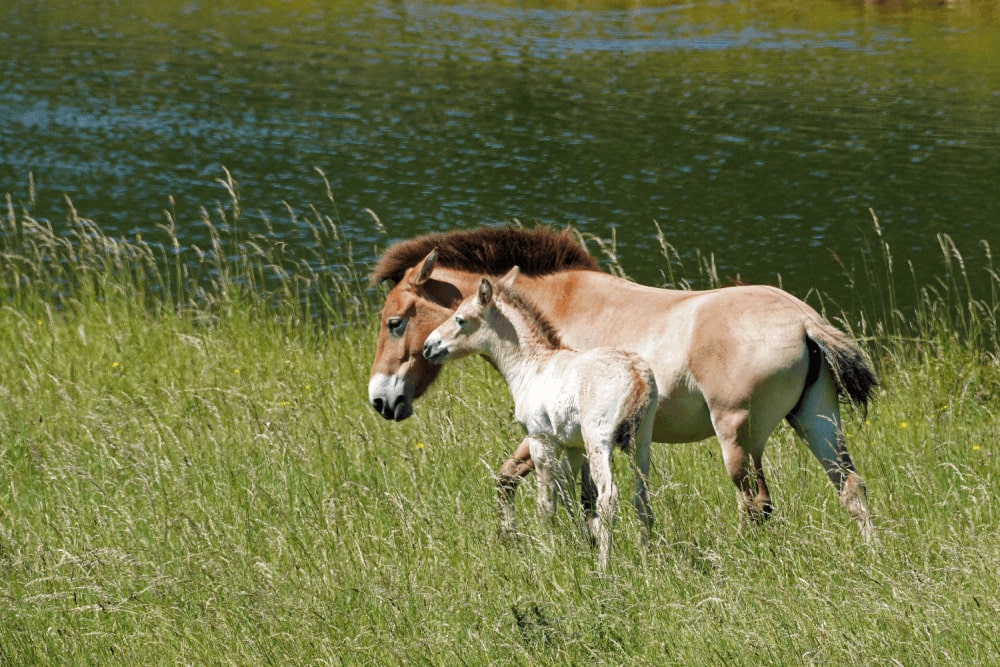 Przewalski's horse foal with its mother