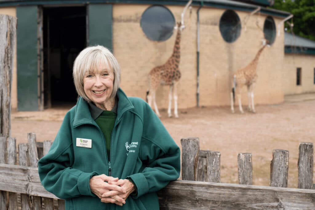 A volunteer with giraffes at Marwell Zoo