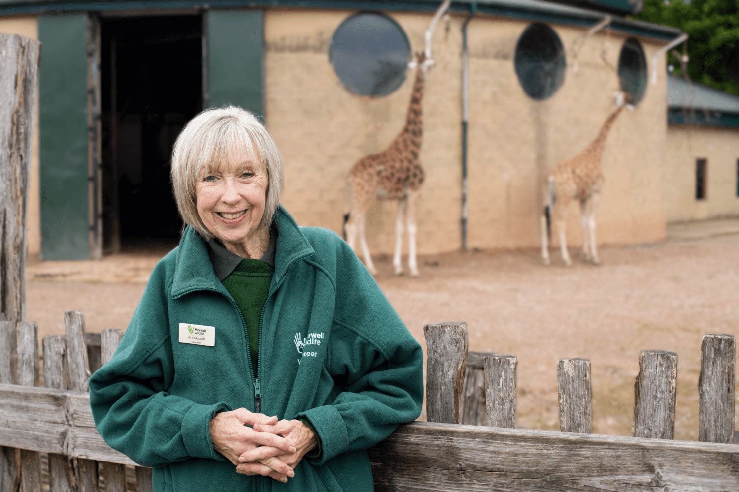 A volunteer with giraffes at Marwell Zoo