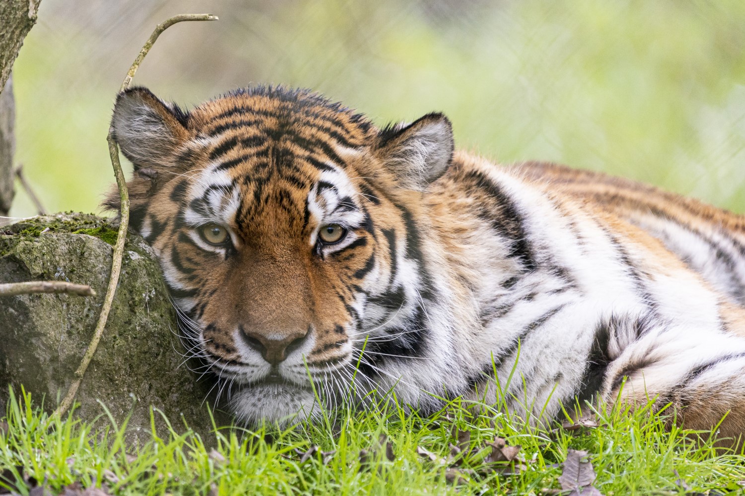 Amur tiger at Marwell Zoo relaxing and looking at the camera