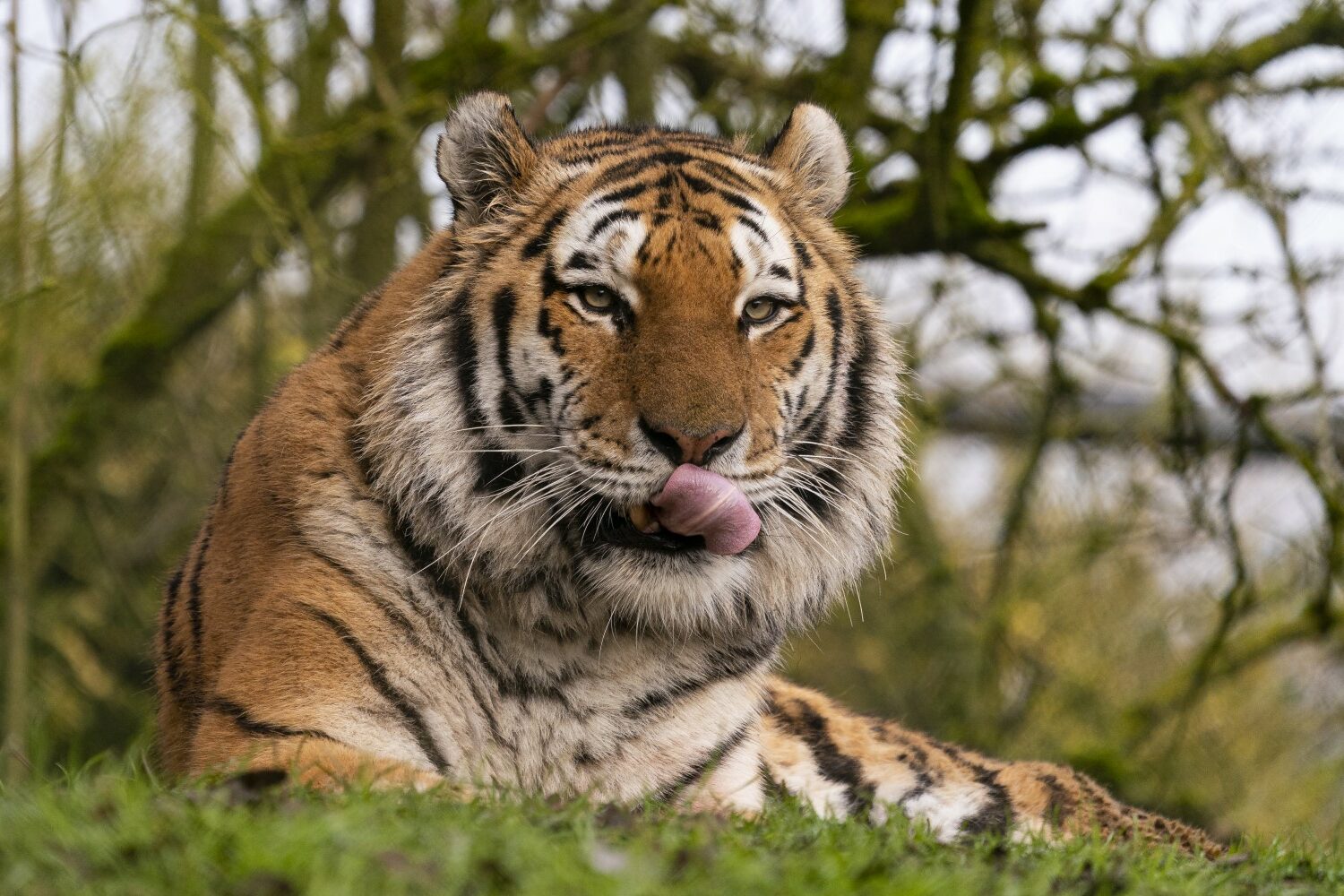 Amur tiger at Marwell Zoo relaxed, licking its lips