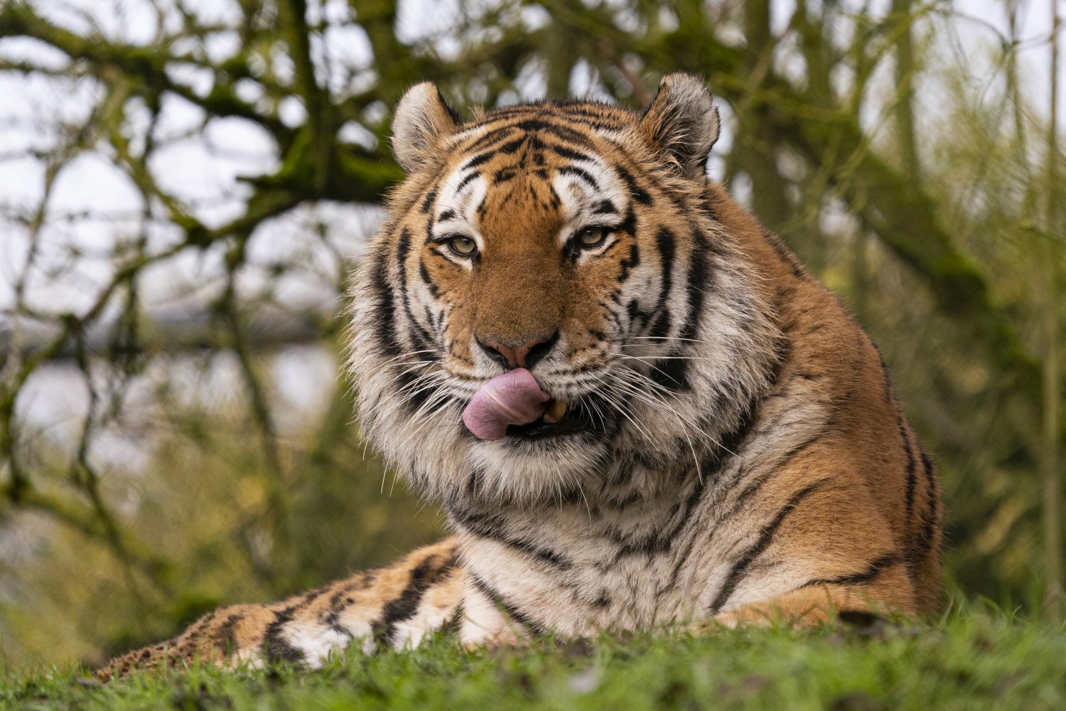 International Tiger Day Marwell Zoo