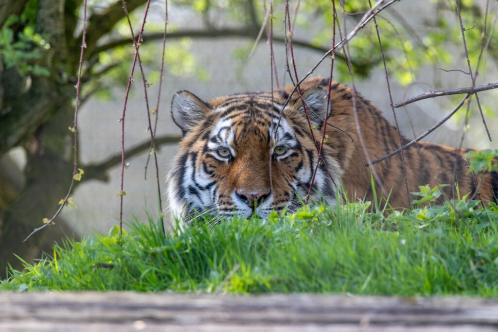 Amur tiger at Marwell Zoo, stalking