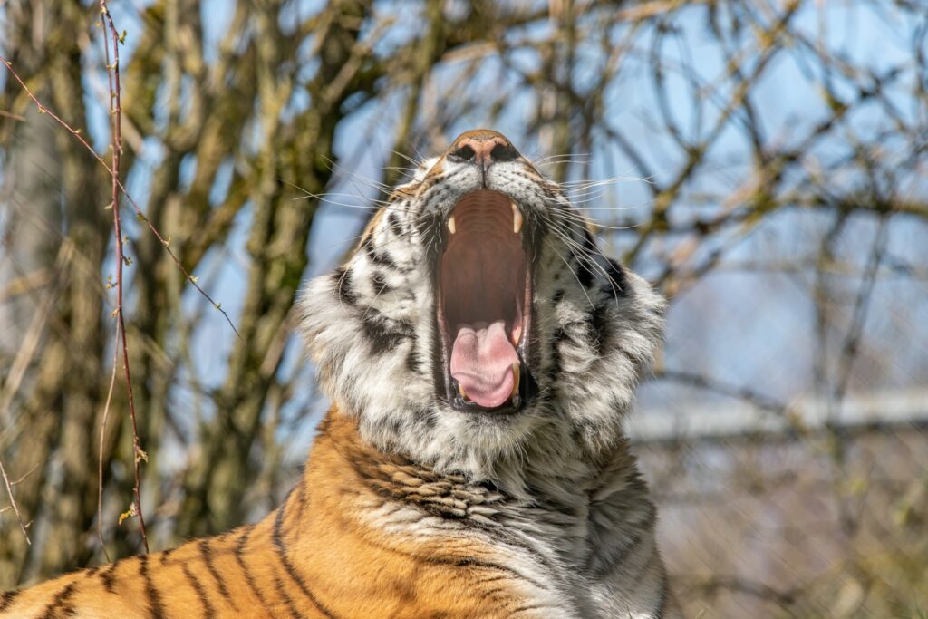 Amur tiger at Marwell Zoo yawning, showing large teeth