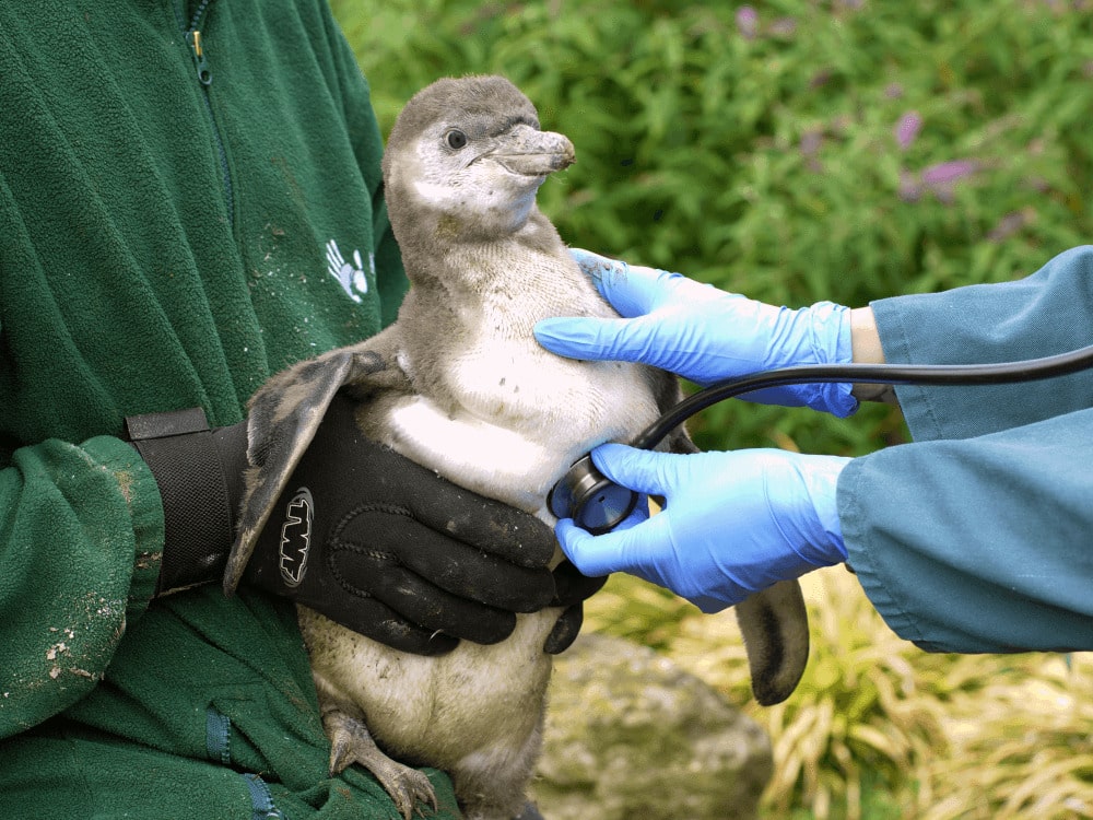 Marwell Zoo veterinarian listens to chest of Humbolst penguin chick as part of routine health check