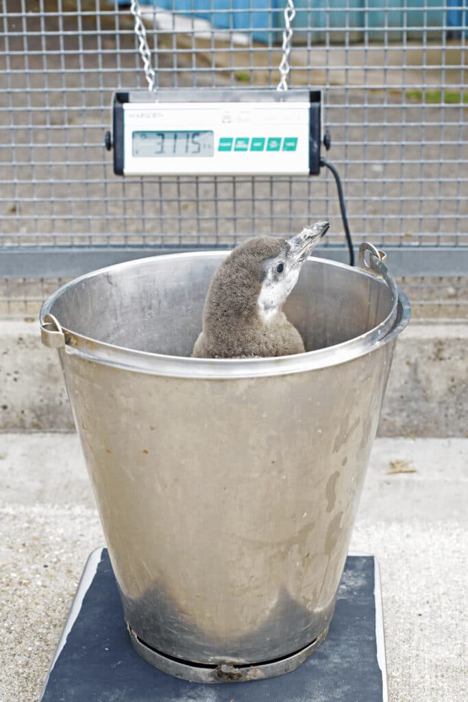 Humboldt penguin chick is weighed as part of routine health check