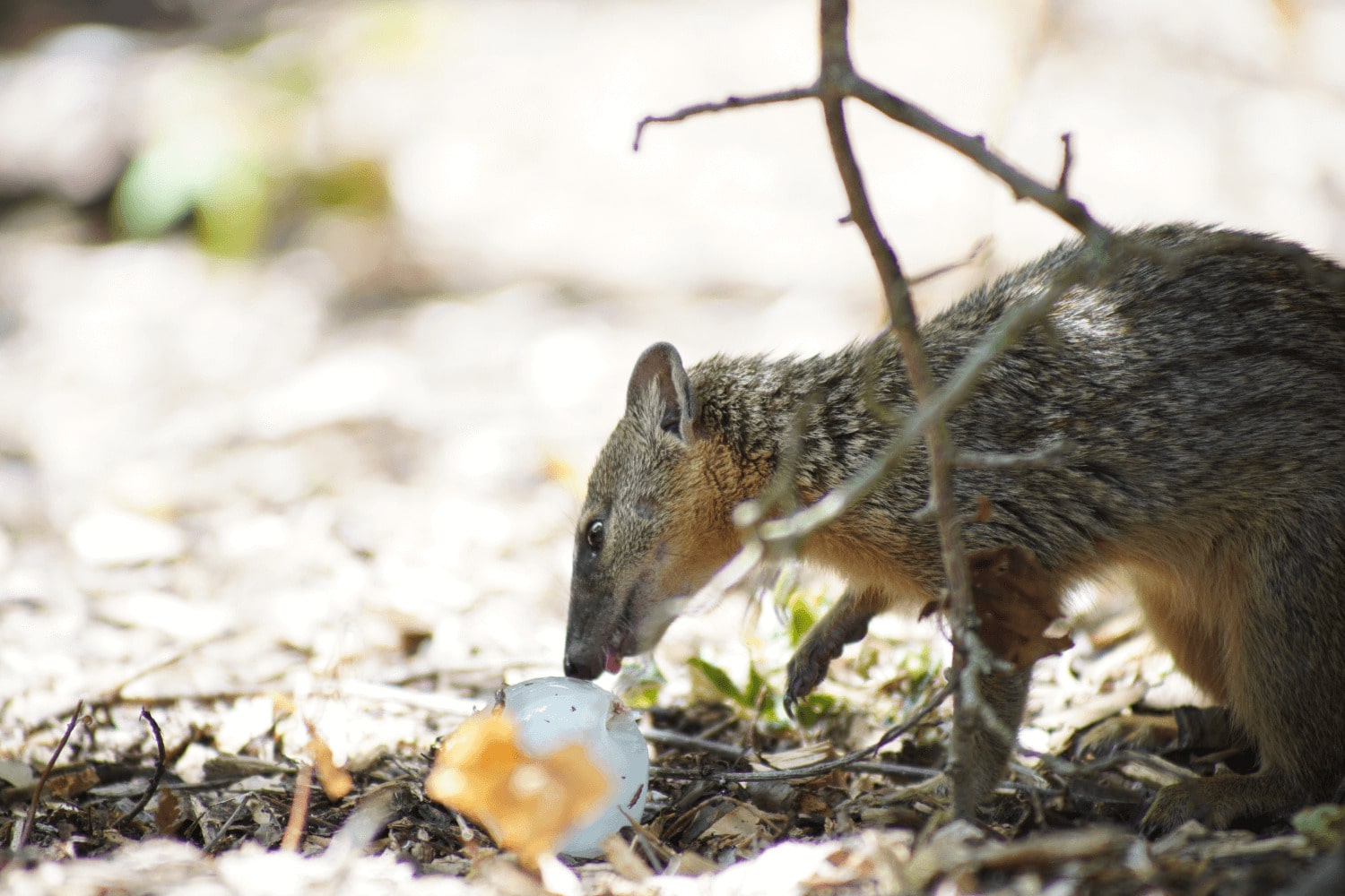 A Bokiboky at Marwell Zoo licks an ice cube