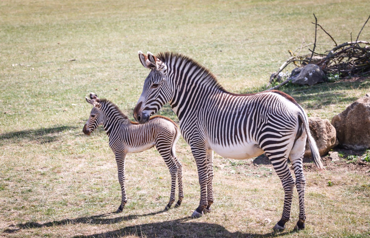 a Grevy's zebra foal in a field with its mother at Marwell Zoo