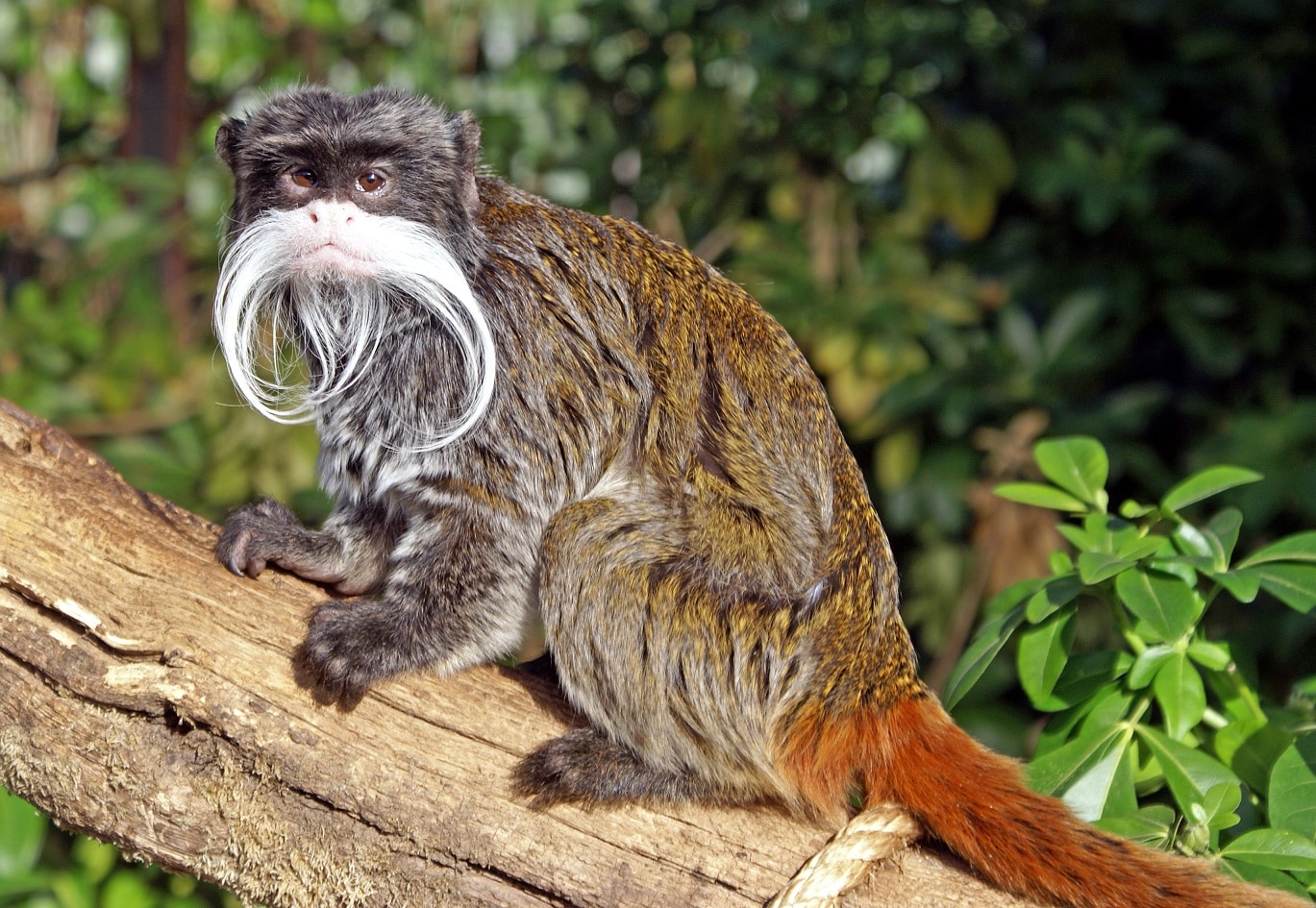 Bearded Emperor Tamarin - Saguinus imperator subgrisescens