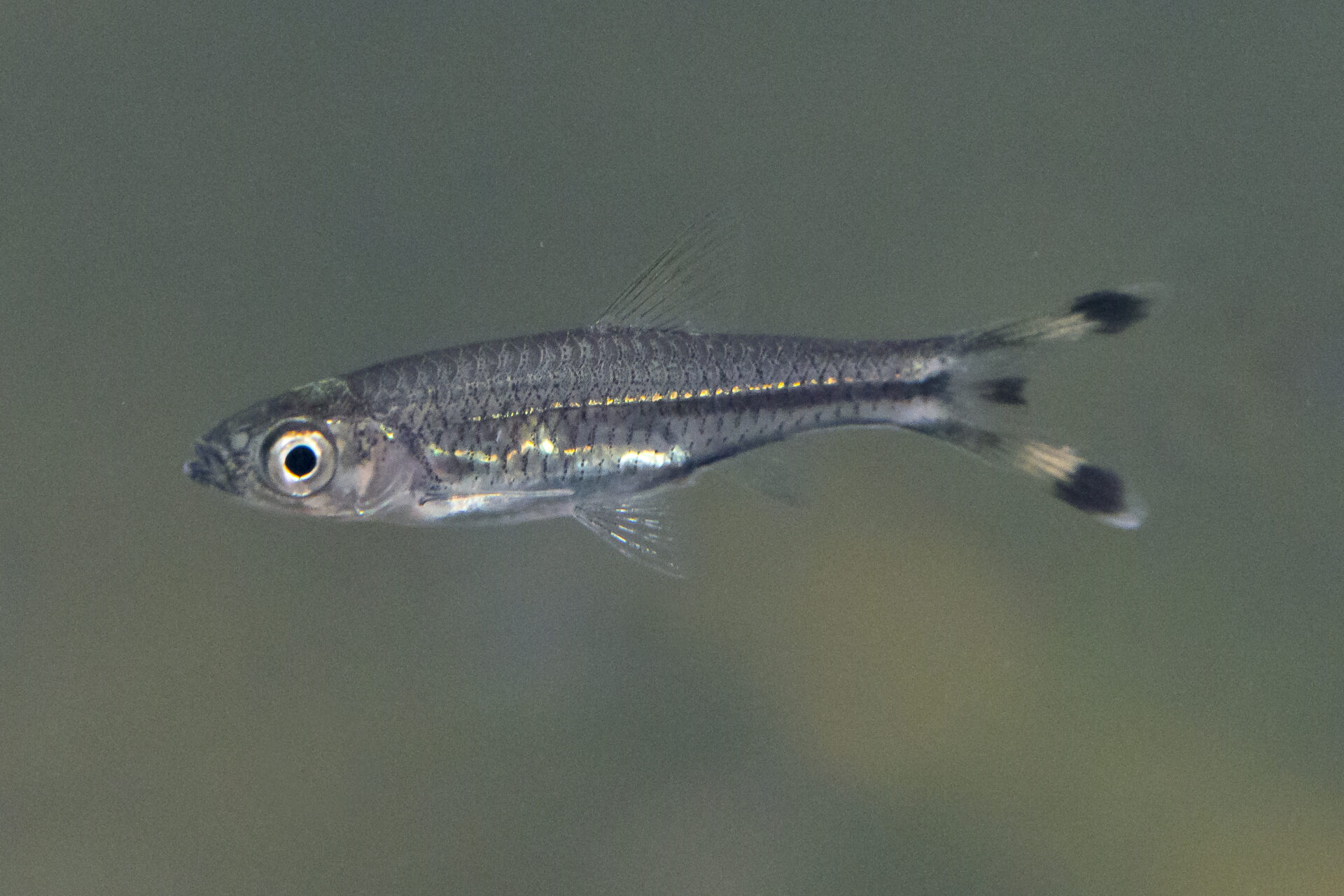 Scissortail rasbora - Marwell Zoo