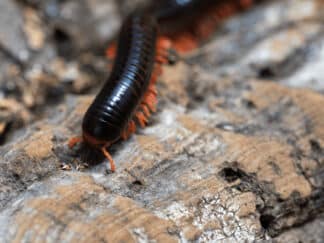 A red-legged millipede at Marwell Zoo