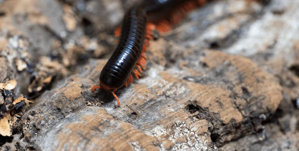 A red-legged millipede at Marwell Zoo