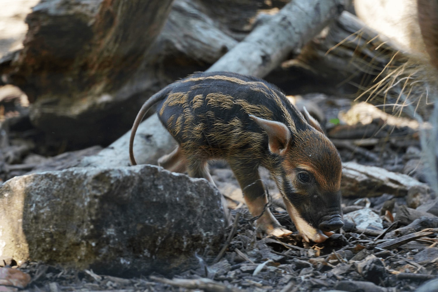 A baby red river hog at Marwell Zoo