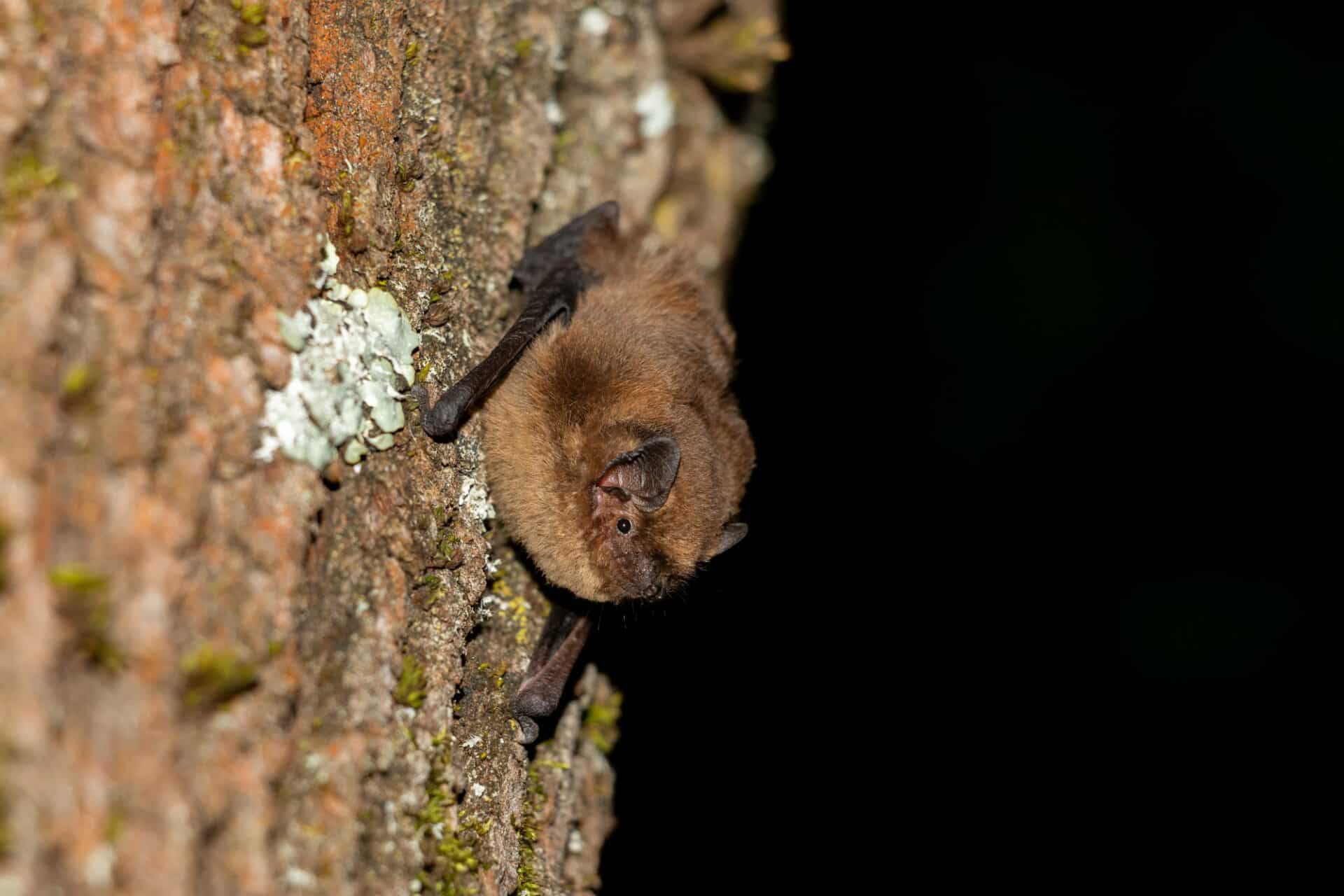 a stock photo of a soprano pistrelle bat