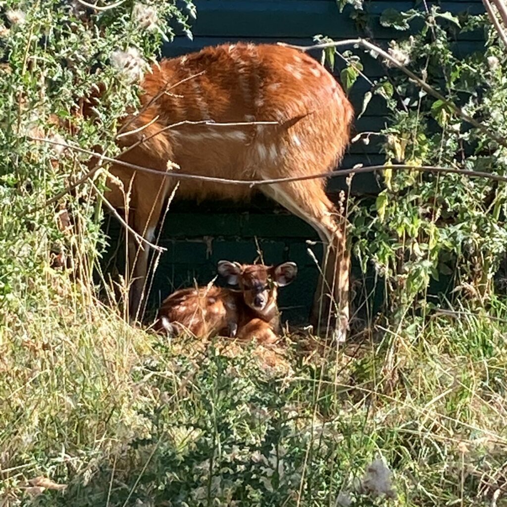 A sitatunga calf hiding amongst the thistles at Marwell Zoo