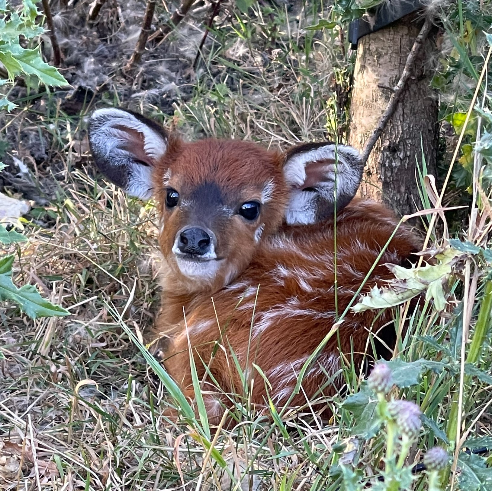 A sitatunga calf hiding amongst the thistles at Marwell Zoo