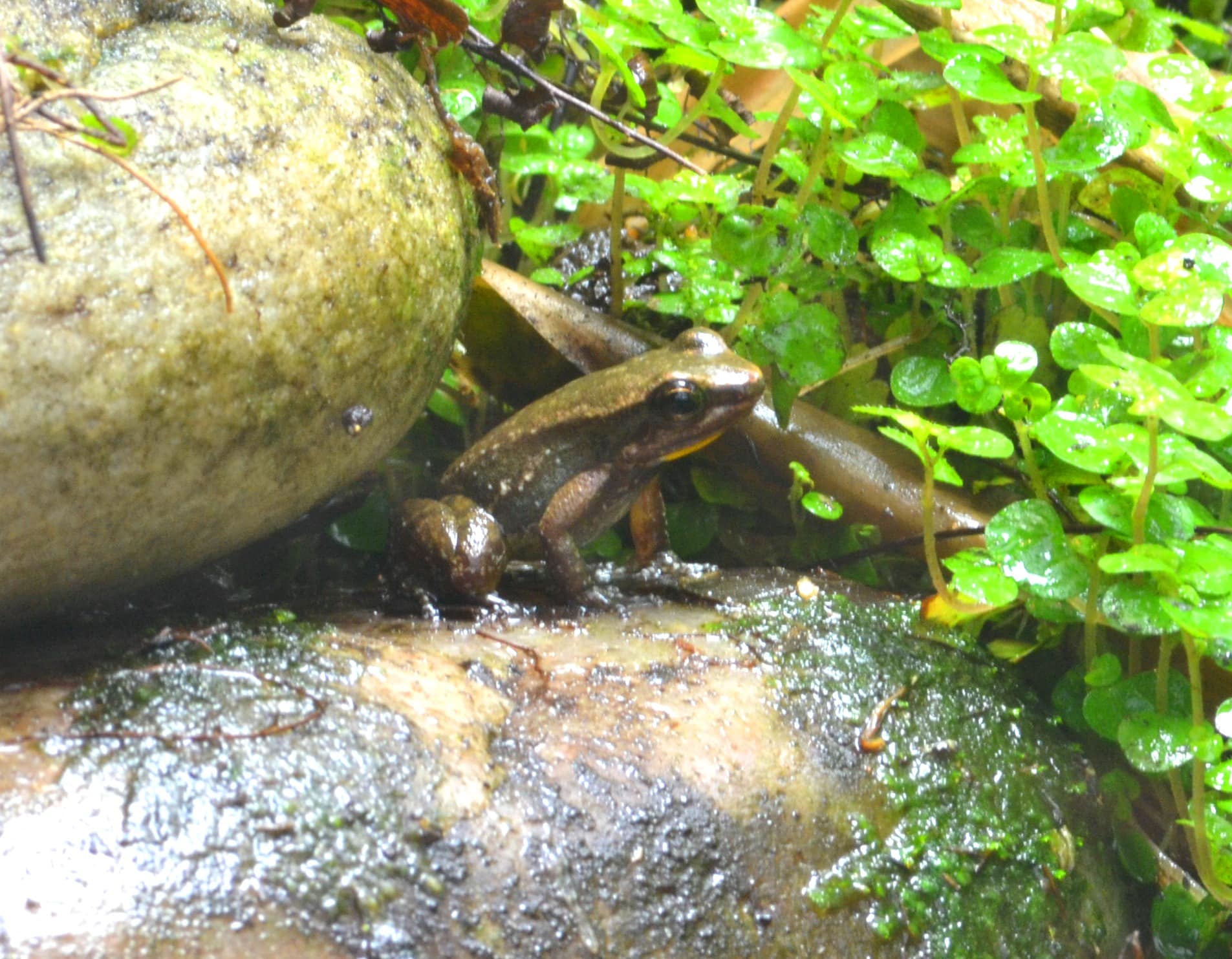 Yellow throated frog