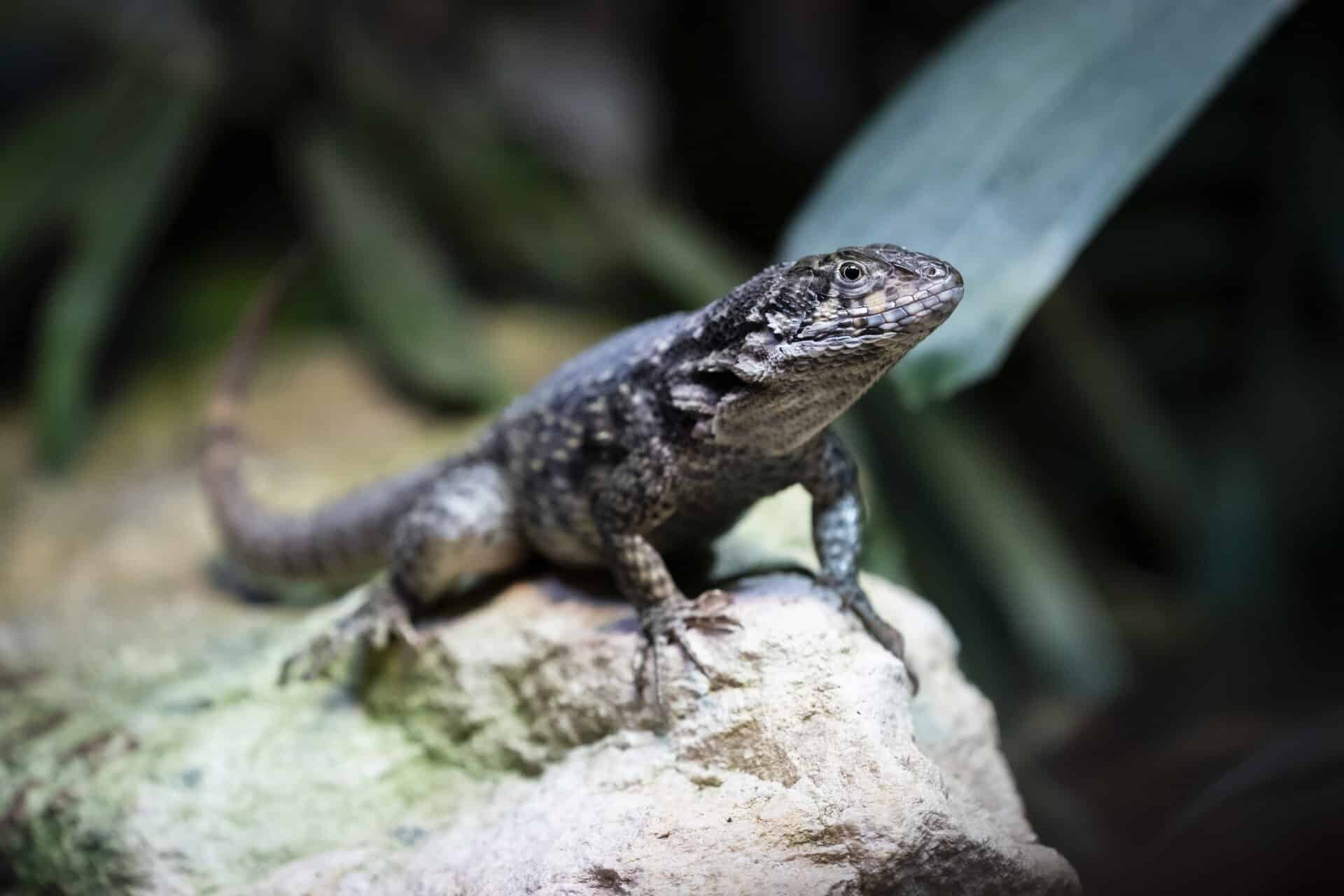 Northern curly-tailed lizard - Marwell Zoo