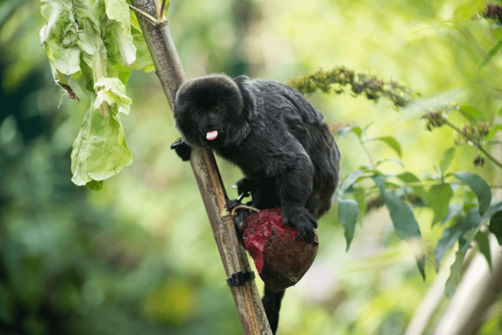 a goeldi''s monkey at Marwell Zoo