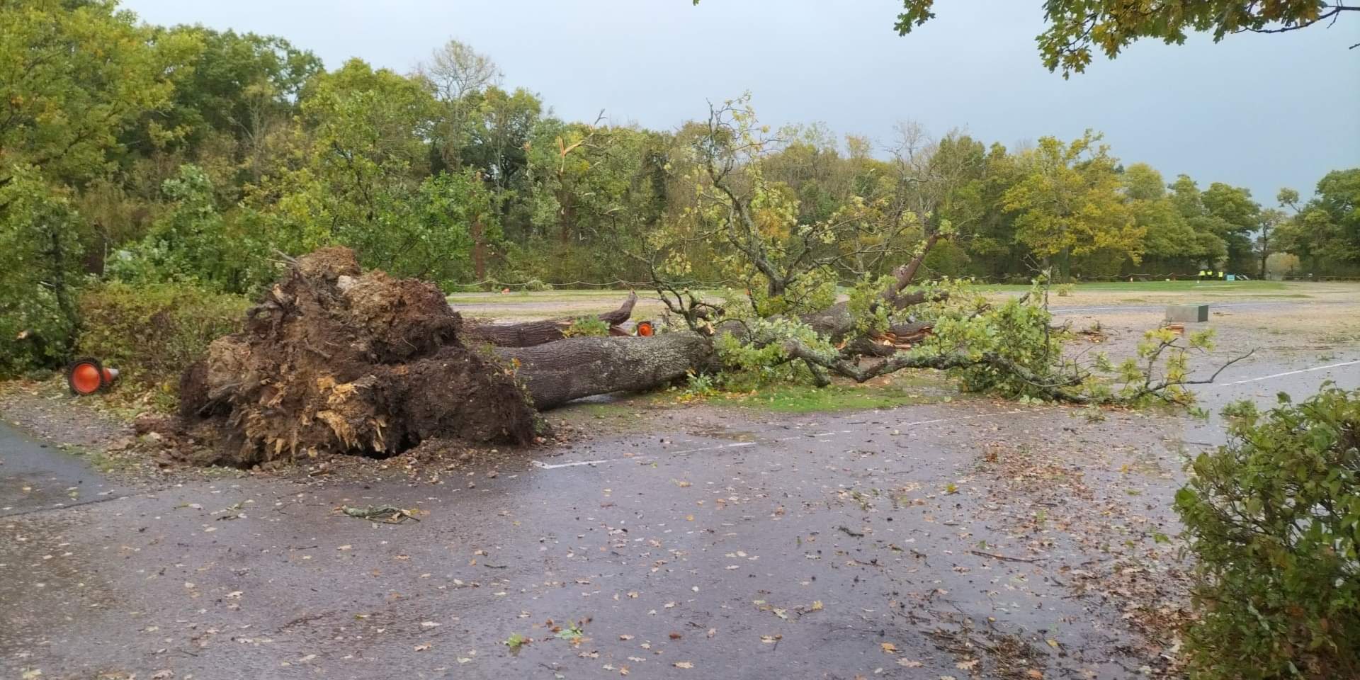 A tree blown over by strong winds at Marwell Zoo