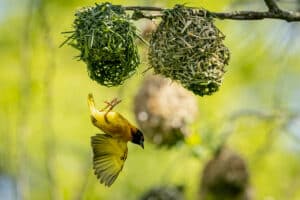 A bird feeder as a Christmas gift for animal lovers from Marwell Zoo