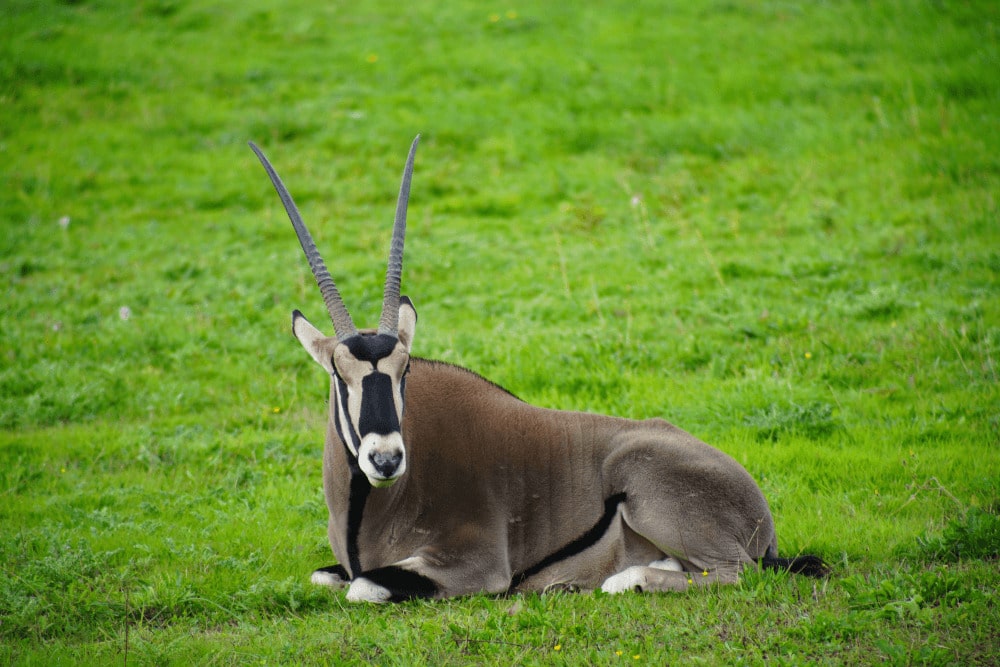 An Endangered beisa oryx resting on grass at Marwell Zoo