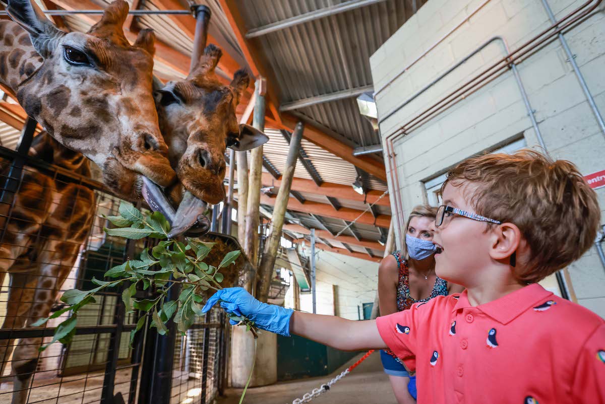 Giraffe feeding Experience as a Christmas gift with Marwell Zoo