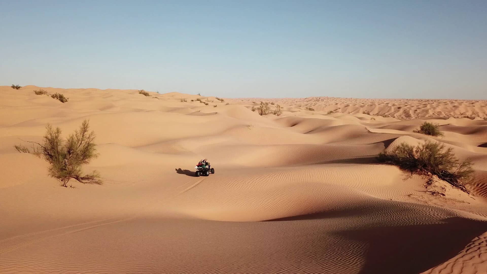 Finding slender-horned gazelles in the Tunisian Sahara Desert