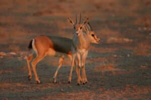 Finding slender-horned gazelles in the Tunisian Sahara Desert