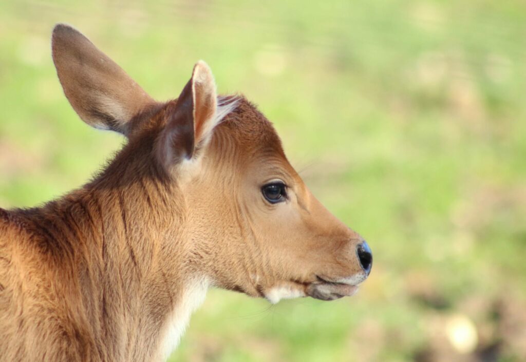 Bos Javanicus -Marwell-Zoo-Photographer_Credit Bel Holman (PureHeart) - Banteng calf 2022