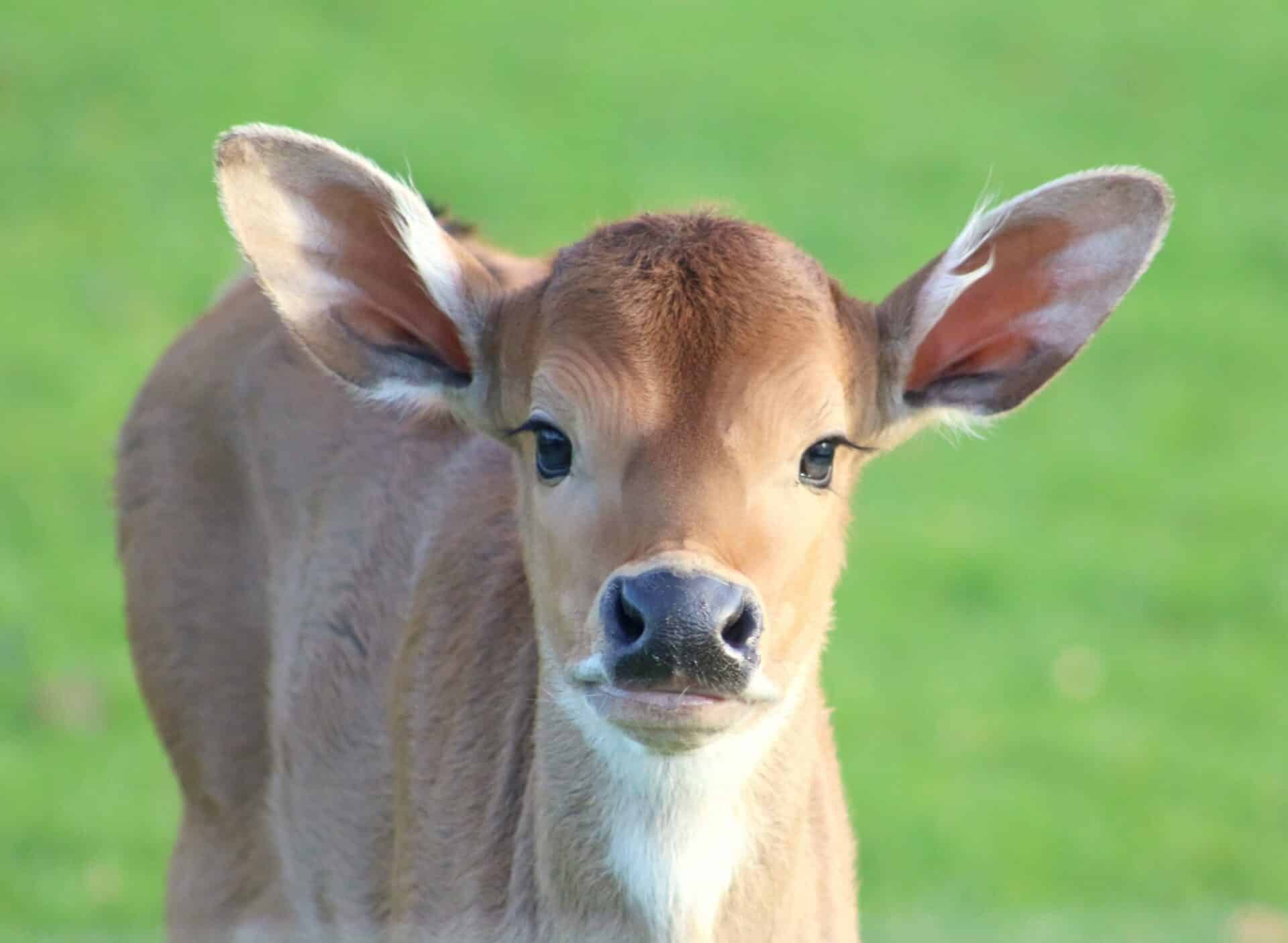 Bos Javanicus -Marwell-Zoo-Photographer_Credit Bel Holman (PureHeart) - Banteng calf 2022 (11)