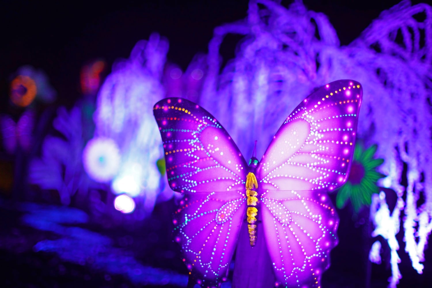 Butterfly at GLOW Marwell