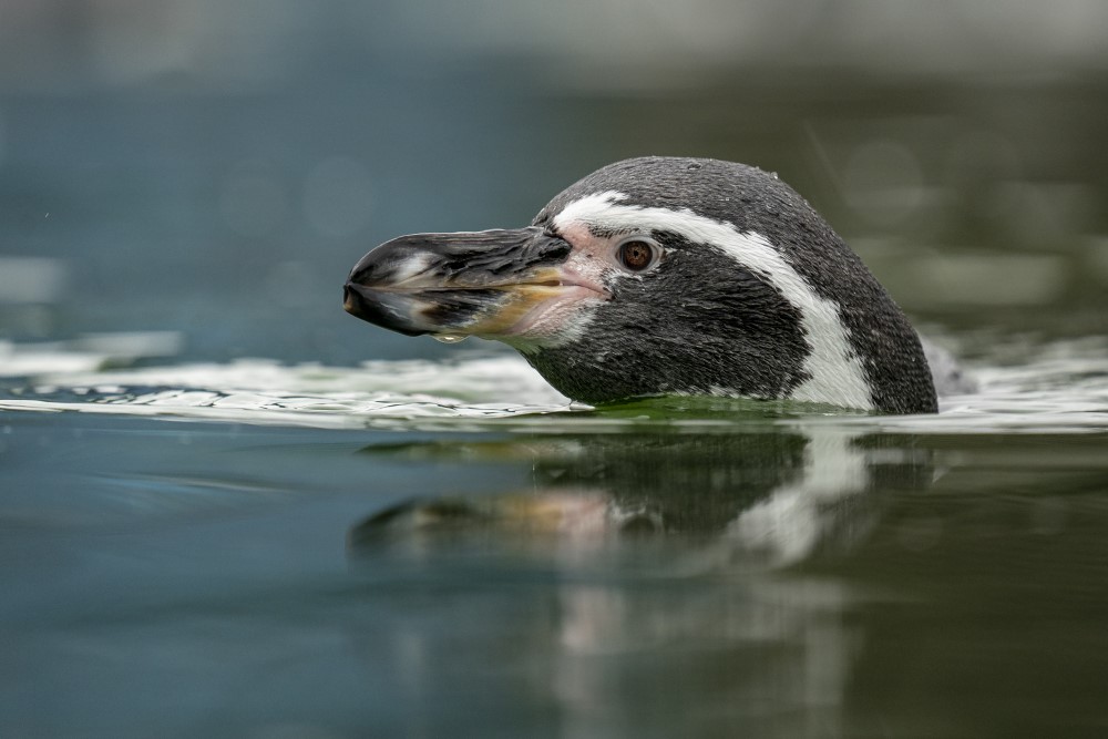 A Humboldt penguin swimming at Marwell Zoo