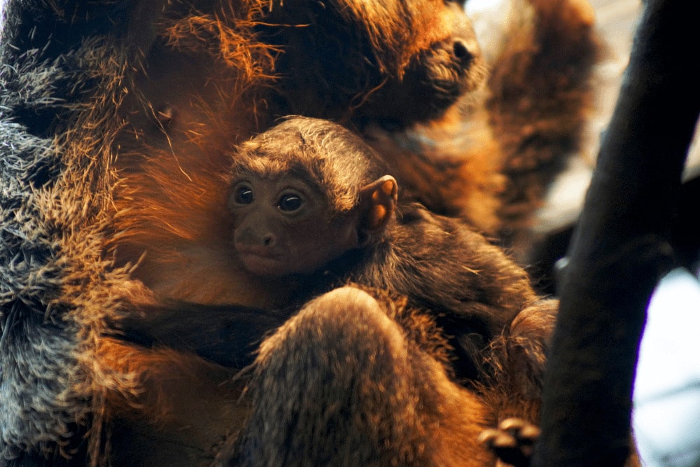 A baby white faced saki monkey clings to its mother at Marwell Zoo