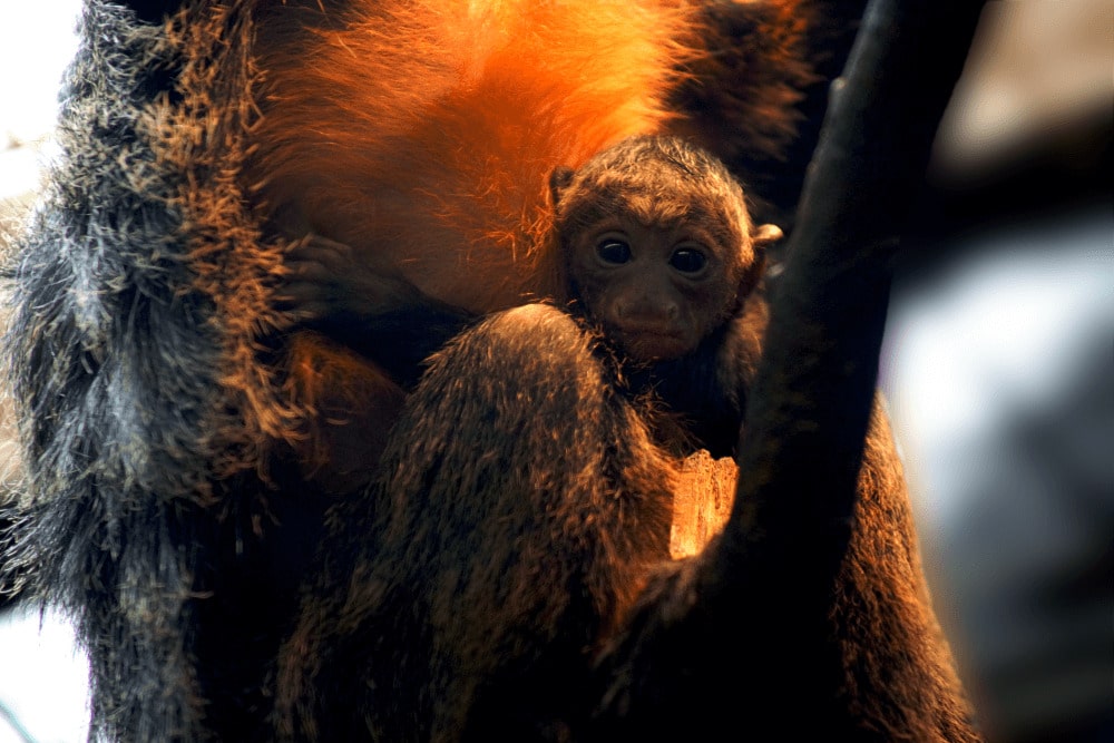 A baby white faced saki monkey clings to its mother at Marwell Zoo