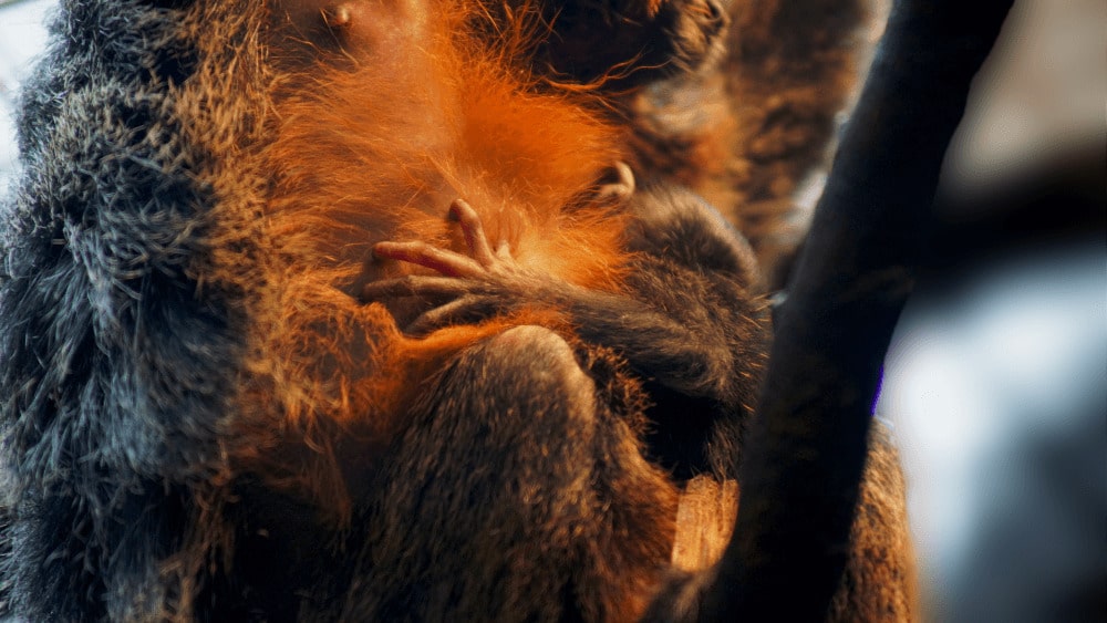 A baby white faced saki monkey clings to its mother at Marwell Zoo