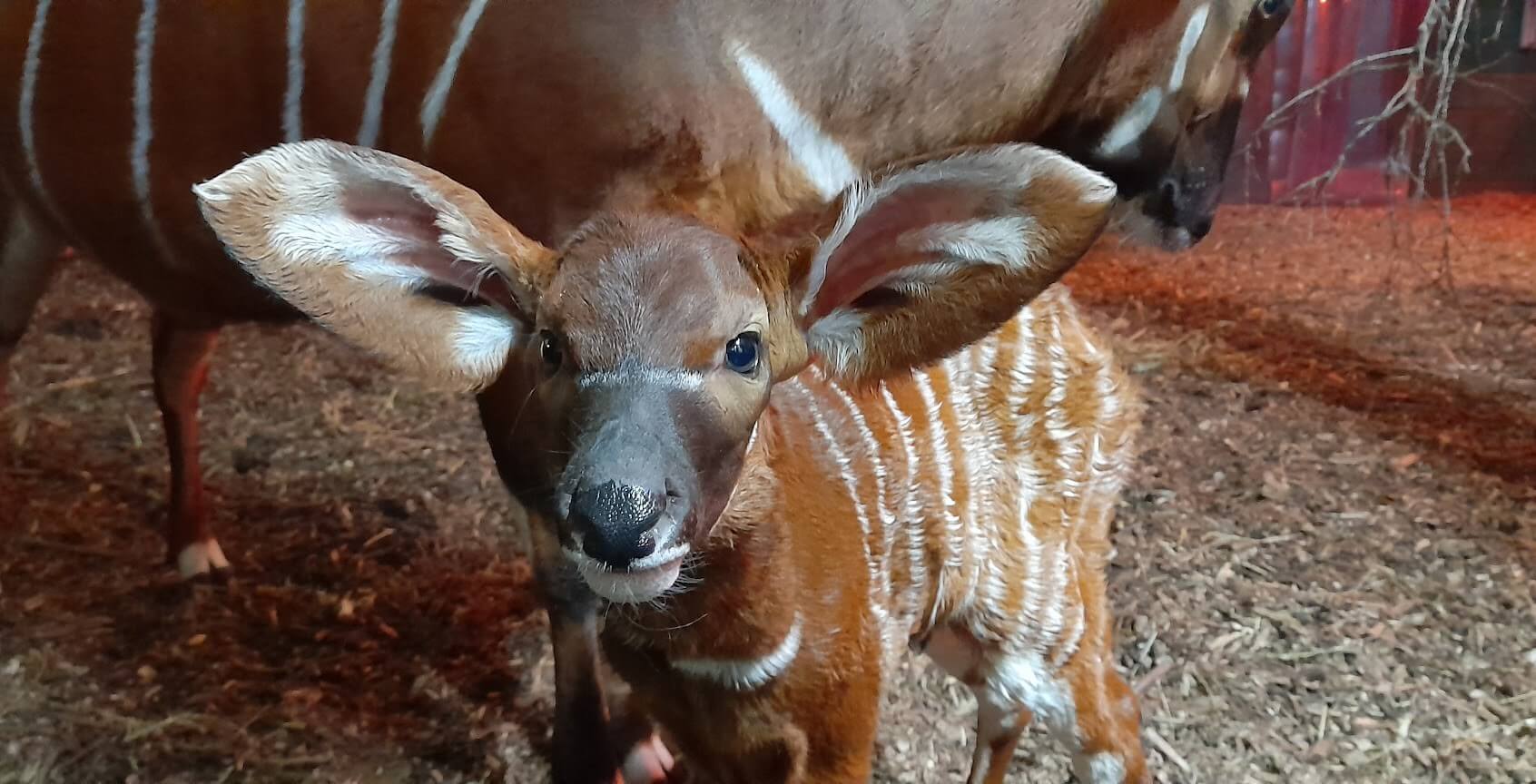 A close up of a mountain bongo calf's head and large ears