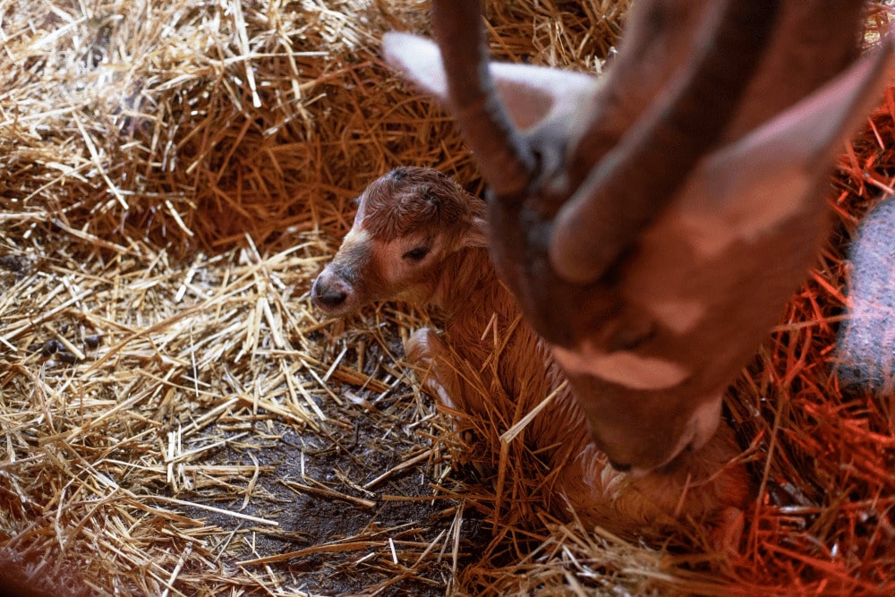 A newborn addax calf sits on the floor on its enclosure