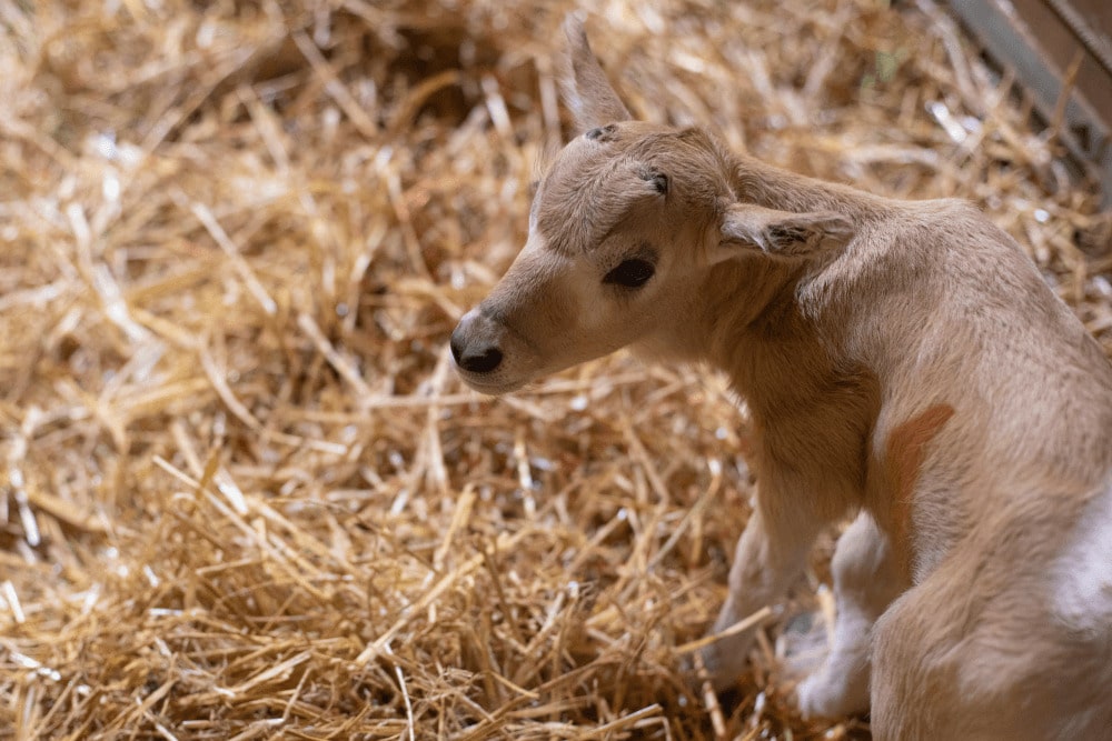 A newborn addax calf sits on the floor on its enclosure