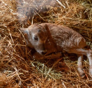 A newborn addax calf sits on the floor on its enclosure