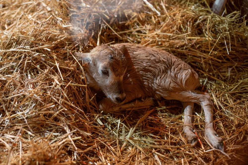 A newborn addax calf sits on the floor on its enclosure