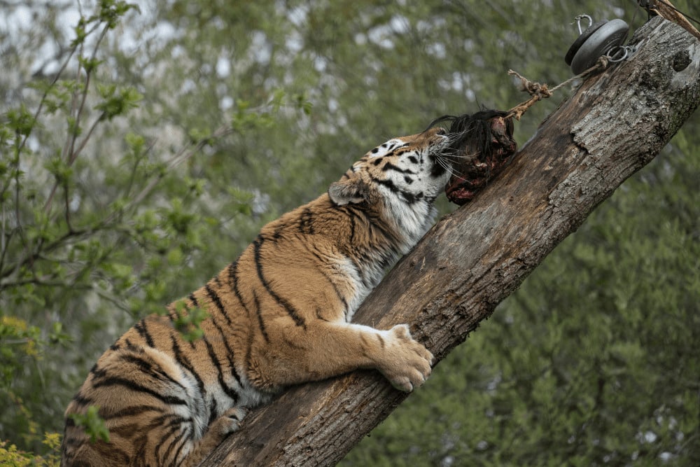 An Amur tiger pulls meat from a pole at Marwell Zoo