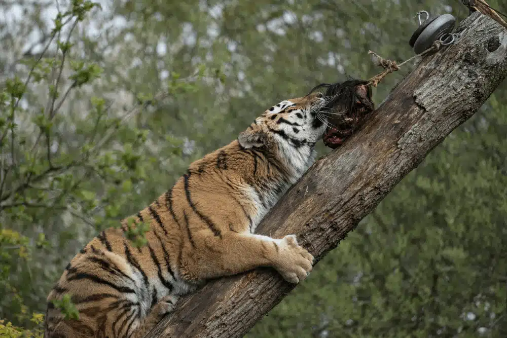An Amur tiger pulls meat from a pole at Marwell Zoo
