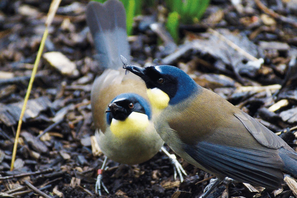 Two blue-crowned laughing thrushes catch insects at Marwell Zoo aviary bird experience