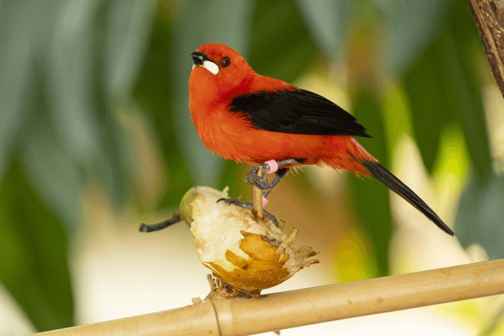 A Brazillian tanager at Marwell Zoo energy for Life Tropical House behind the scenes experience